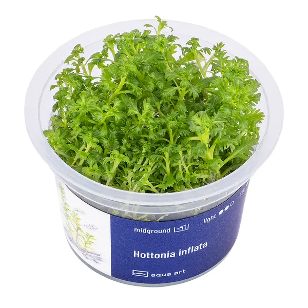Biljka3 Biljka Hottonia inflata in vitro