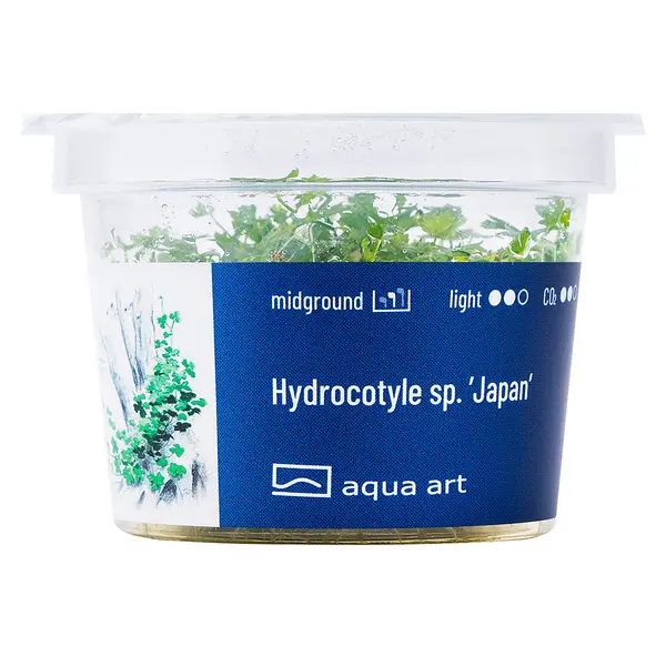 Biljka2 Biljka Hydrocotyle tripartita "Japan" in vitro